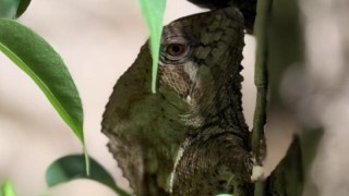 Další druh zvířecí říše ústecké zahrady, který jinde v Česku neuvidíte. Zdroj foto: Zoo Ústí nad Labem