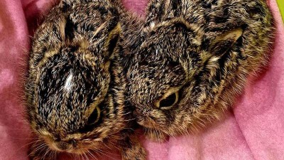 Nesb&iacute;rejte je! Zv&iacute;řec&iacute; z&aacute;chran&aacute;ři varuj&iacute; před zbytečn&yacute;m &bdquo;zachraňov&aacute;n&iacute;m&ldquo; mal&yacute;ch zaj&iacute;ců