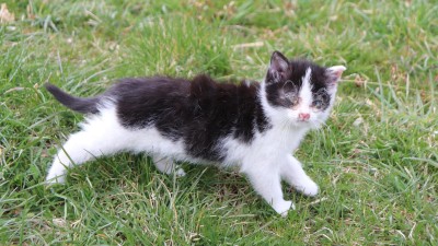 STALO SE: Malé kotě v křoví bojovalo o přežití. Hvězdička možná nebude vidět na jedno oko