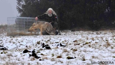 PŘÍBĚH SRAŽENÉHO VLKA: Zvíře se uzdravilo, vlk byl vypuštěn do volné přírody. Odborníci ho budou sledovat pomocí speciálního obojku