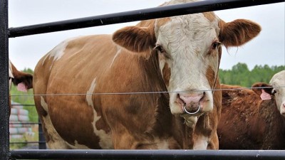 Býk Bohouš pomáhal založit chov skotu na rekultivacích uhelných lomů. Za svůj život zplodil 160 telat