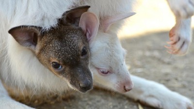 FOTO: S tímto jsme se ještě nesetkali, říkají chovatelé z děčínské ZOO. Klokaní mládě chodí na návštěvu do vaku jiné klokanice