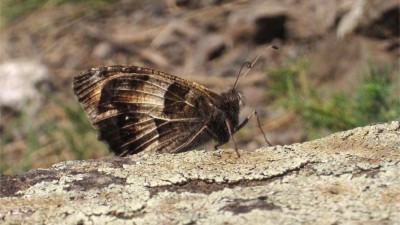 Návratu okáčů skalních do Českého středohoří pomáhají hrábě, ovce a křovinořezy