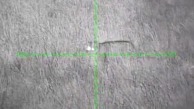 Myslivci a veřejnost na Podbořansku, zbystřete! Oblastí prochází monitorovaný samec Pepa