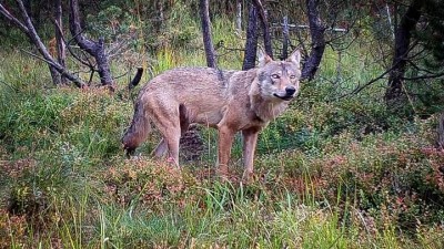 Muže pokousalo v Krušných horách zvíře. Údajně mělo jít o vlka