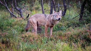 VLK VYFOCENÝ V LESE U PŘÍSEČNICE. FOTO: E-DENÍKY