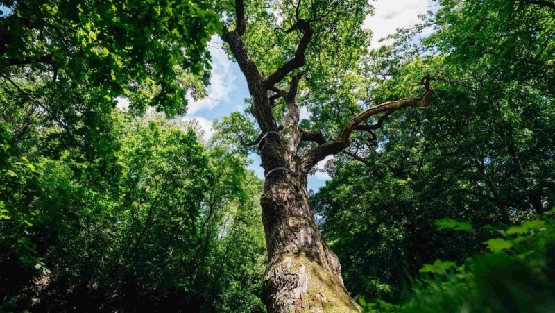 Oldřichův dub prokazuje stovky let neskutečnou vůli k životu. Už dvakrát přečkal požár. Foto: Tomáš Kalous, zdroj: Strom roku