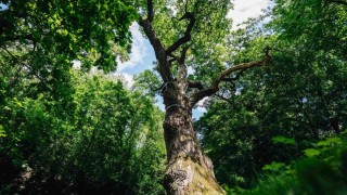 Oldřichův dub prokazuje stovky let neskutečnou vůli k životu. Už dvakrát přečkal požár. Foto: Tomáš Kalous, zdroj: Strom roku