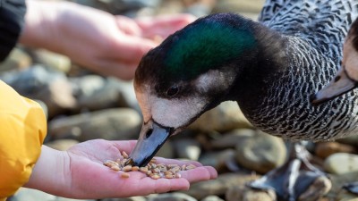 Střádáte suché pečivo pro kachny? Udělejte si z nich raději strouhanku. Ptákům vezměte kukuřici